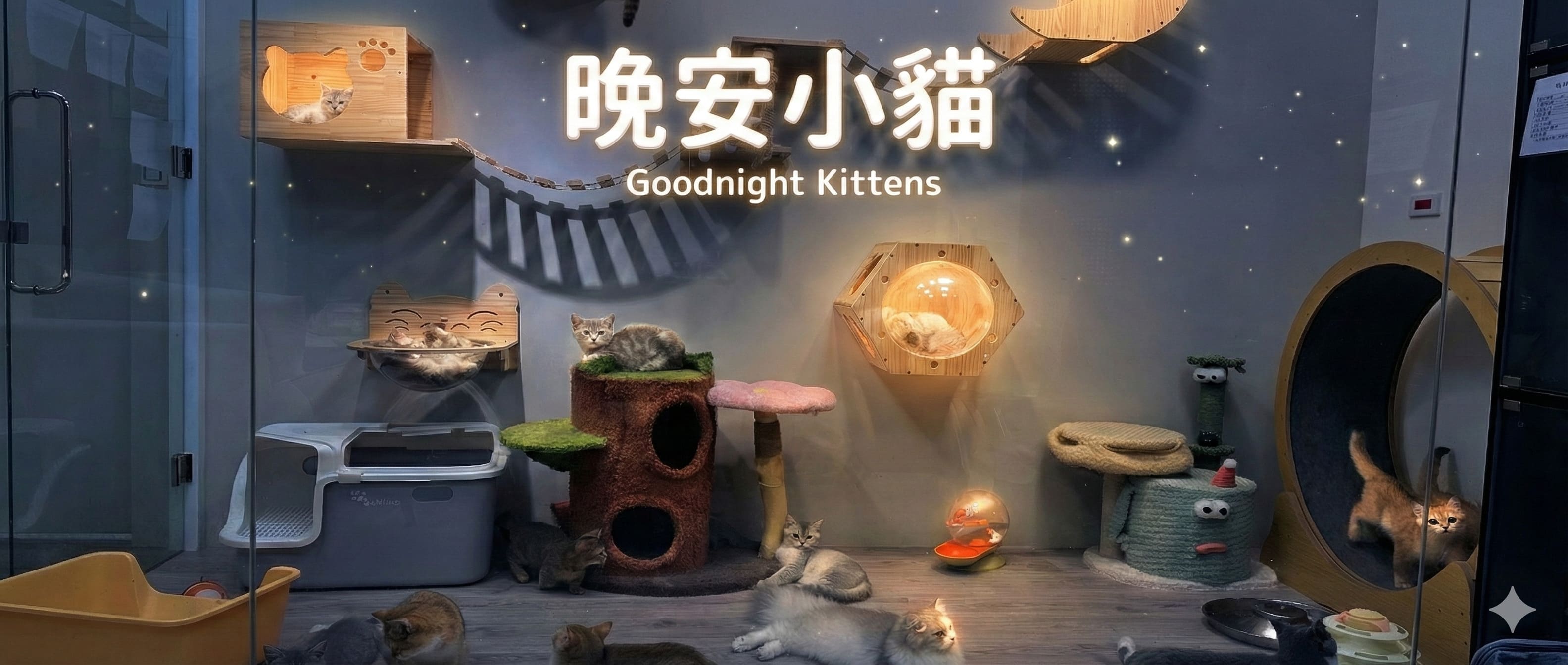 晚安小貓｜桃園中壢貓舍推薦