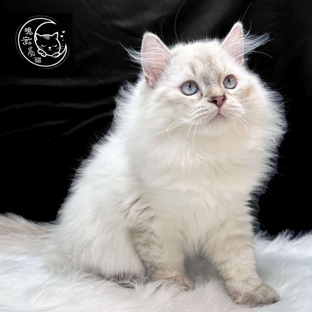 中壢買貓推薦 - 重點色英長 (合法貓舍/健康幼貓)